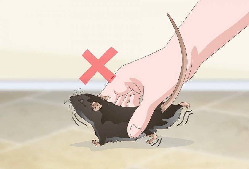 Как приручить домашнюю крысу
