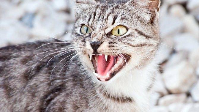 Почему кошка нападает на хозяина | ваши питомцы