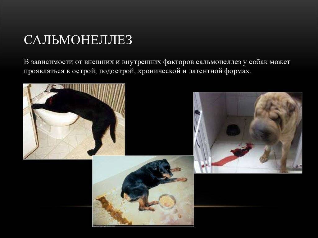Прерывание беременности у кошек - oozoo.ru