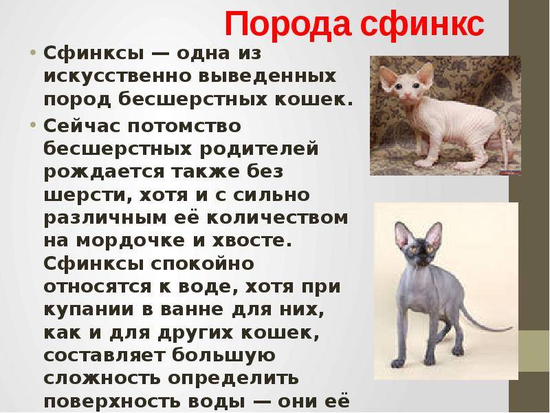 Кошка эльф и двэльф: фото, описание, окрас, характер, стандарт породы