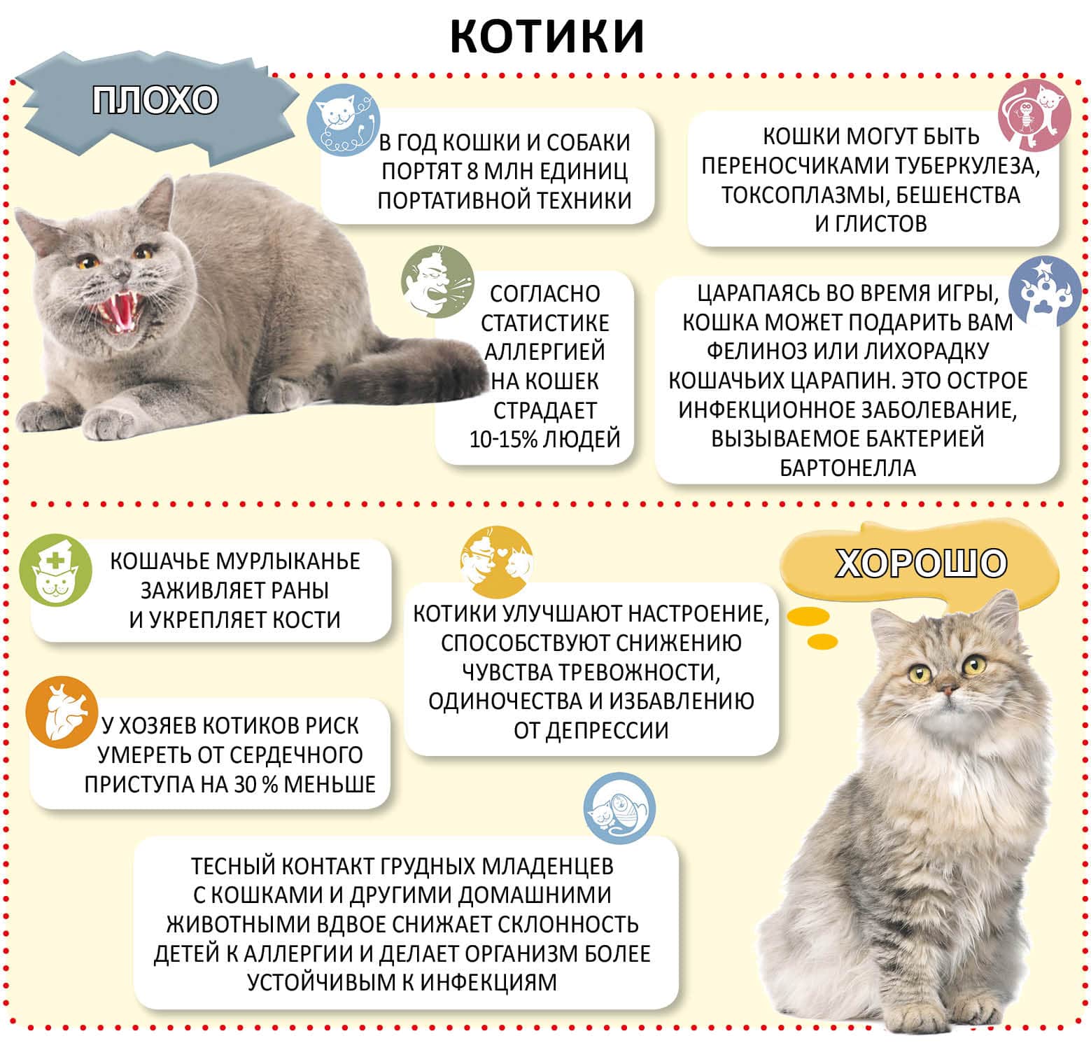 Из-за чего бывает рвота у кошки: виды, симптомы, лечение в клинике и дома, первая помощь и профилактика