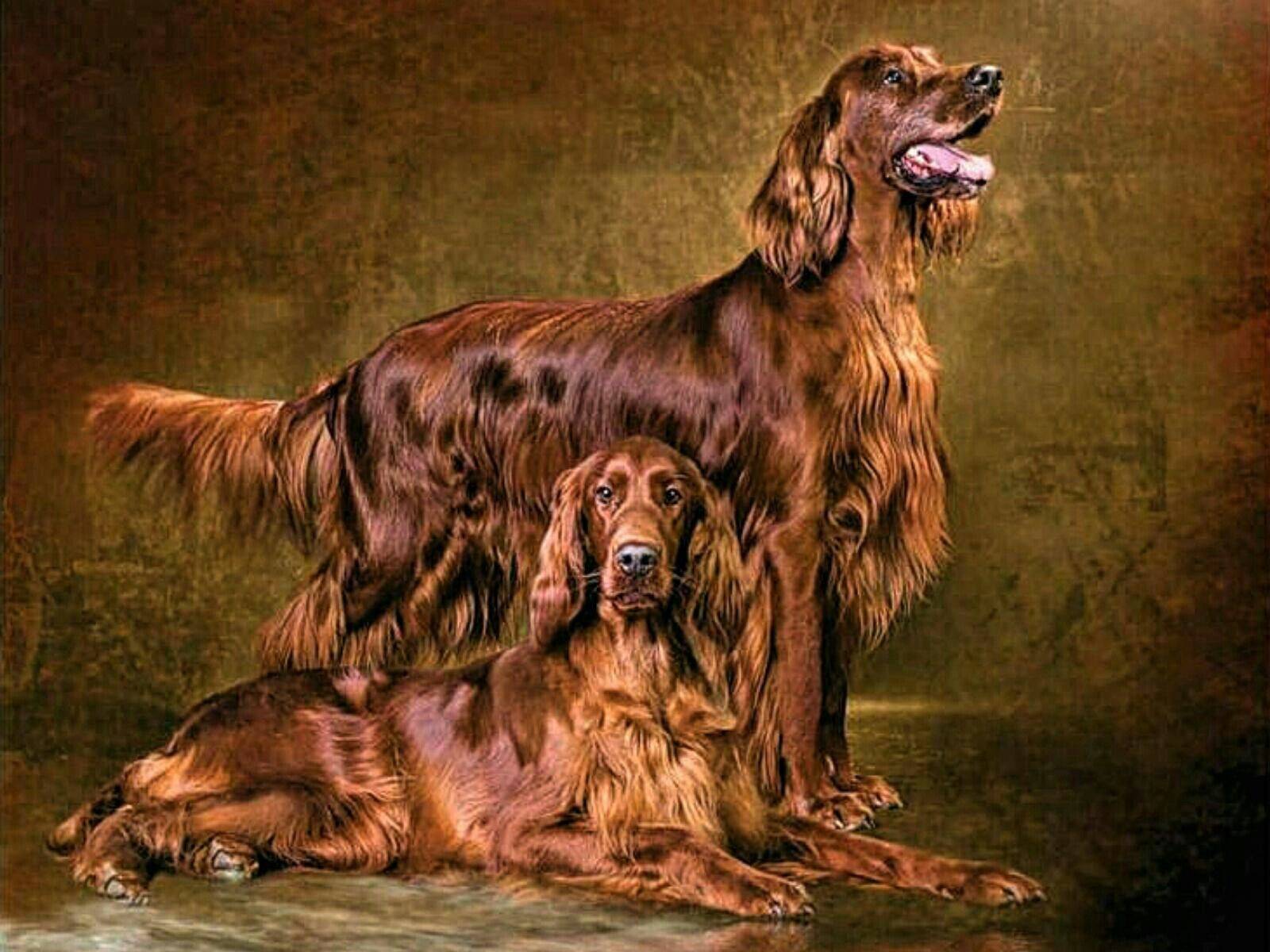 Английский сеттер: фото и описание породы собак
английский сеттер: фото и описание породы собак