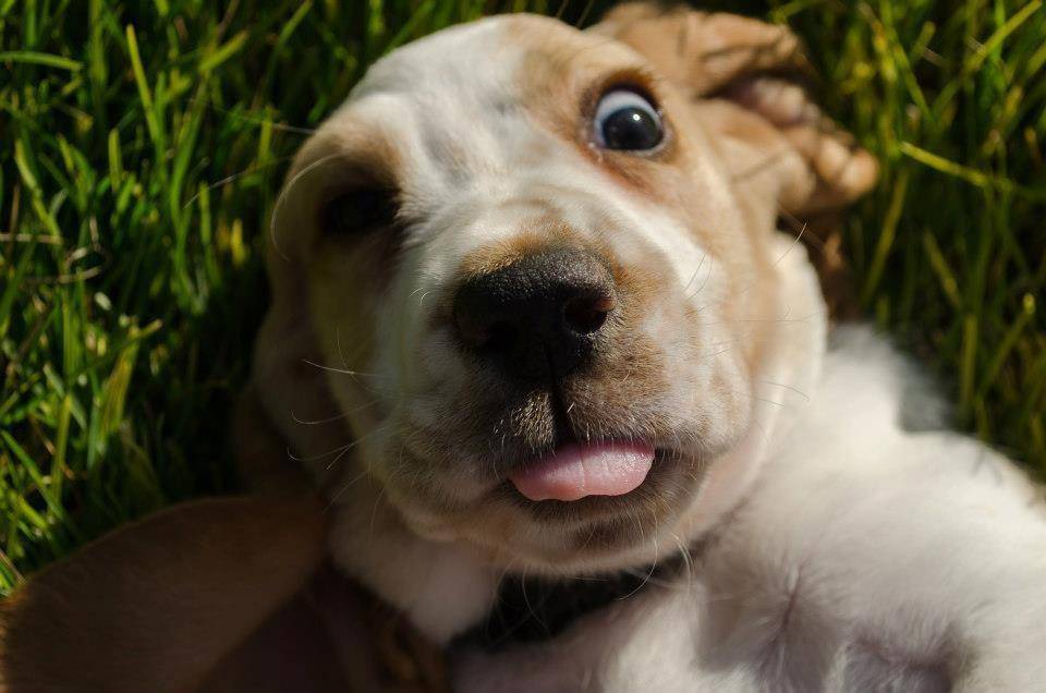 Умеет ли смеяться ваша собака? | для новичков | povodok.by - журнал о собаках