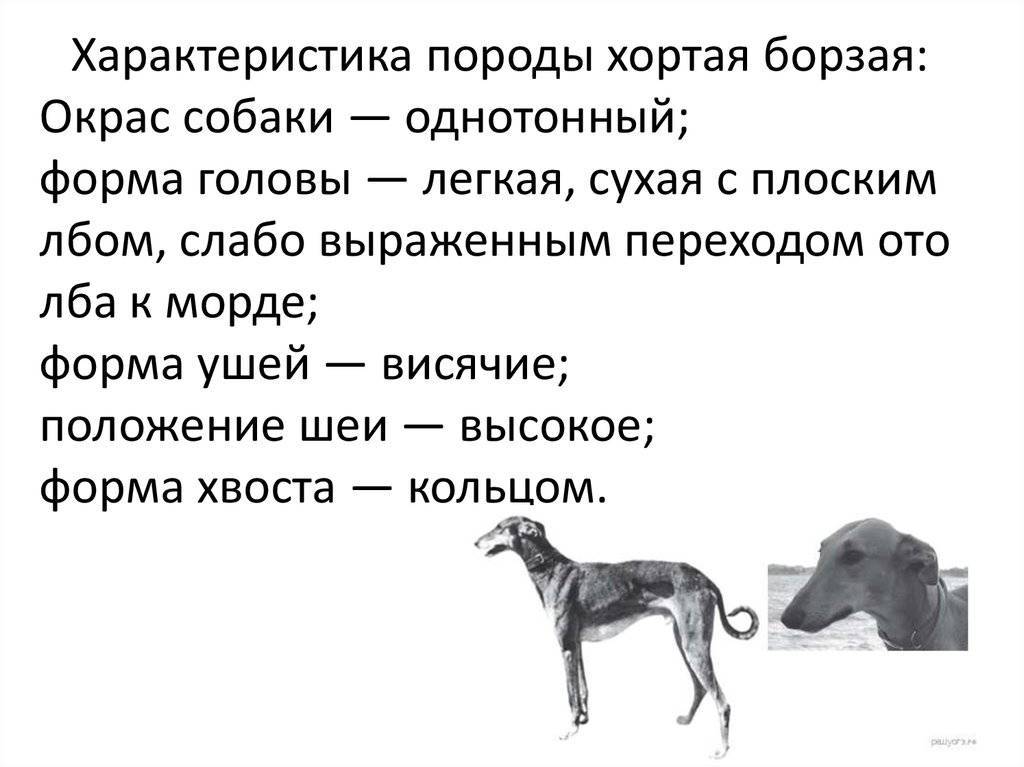 Московский дракон: стандарт и особенности собаки, внешний вид и характер, условия содержания