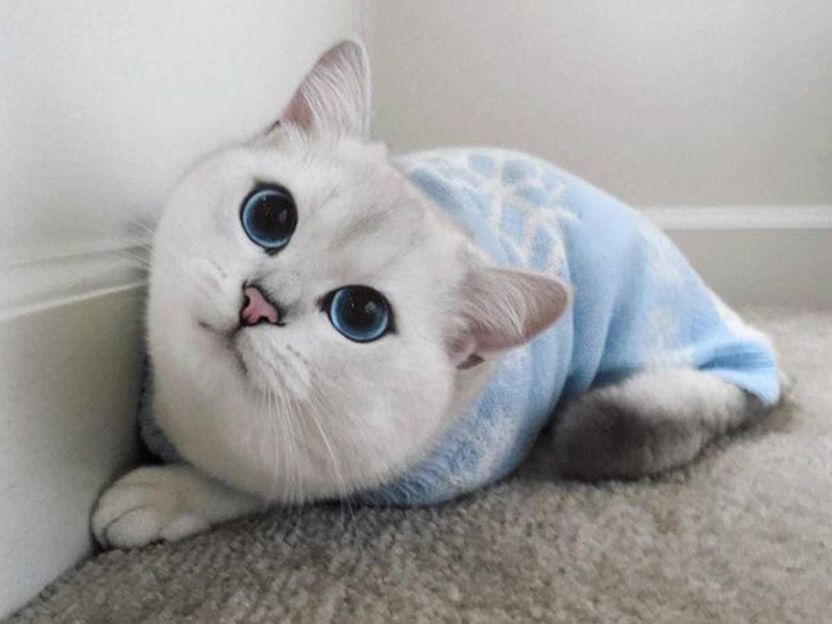 Порода кота коби с красивыми глазами голубого цвета: описание питомца