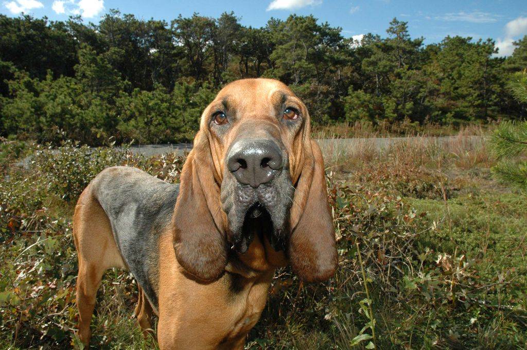 Бладхаунд собака: описание породы, характер, уход, фото