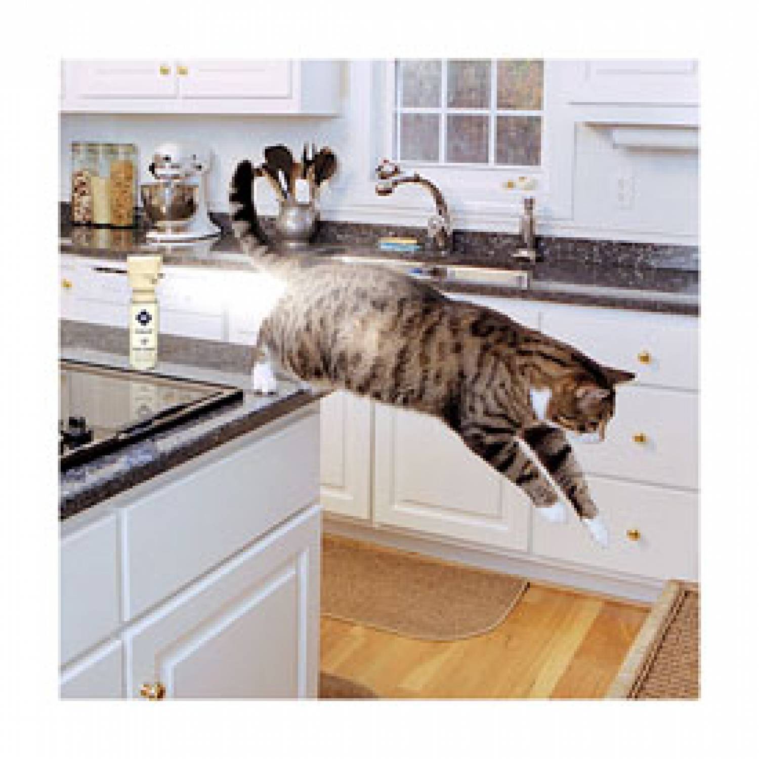 Как отучить кота лазить на стол: 5 действенных способов