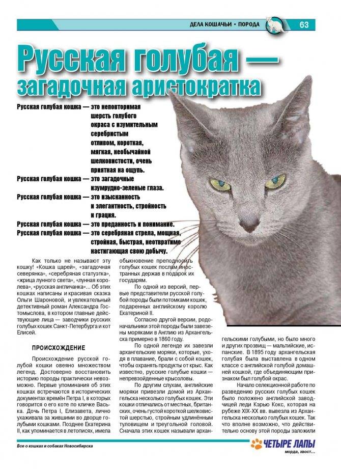 Сибирская голубая кошка: есть ли такая порода?