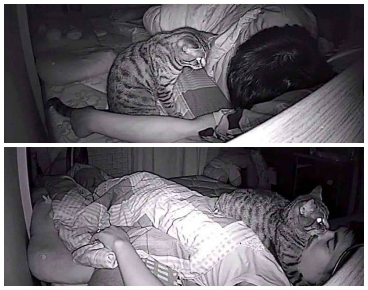 Кошка не дает спать ночью: решаем проблему кошачьей бессонницы