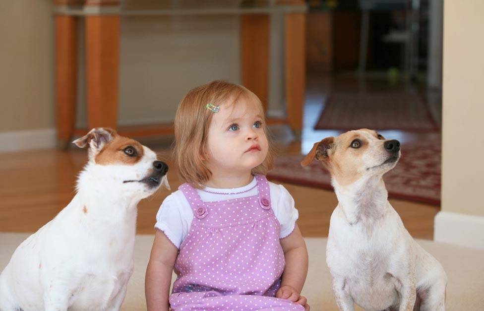 Домашние животные: если просит ребенок, кого лучше выбрать и зачем