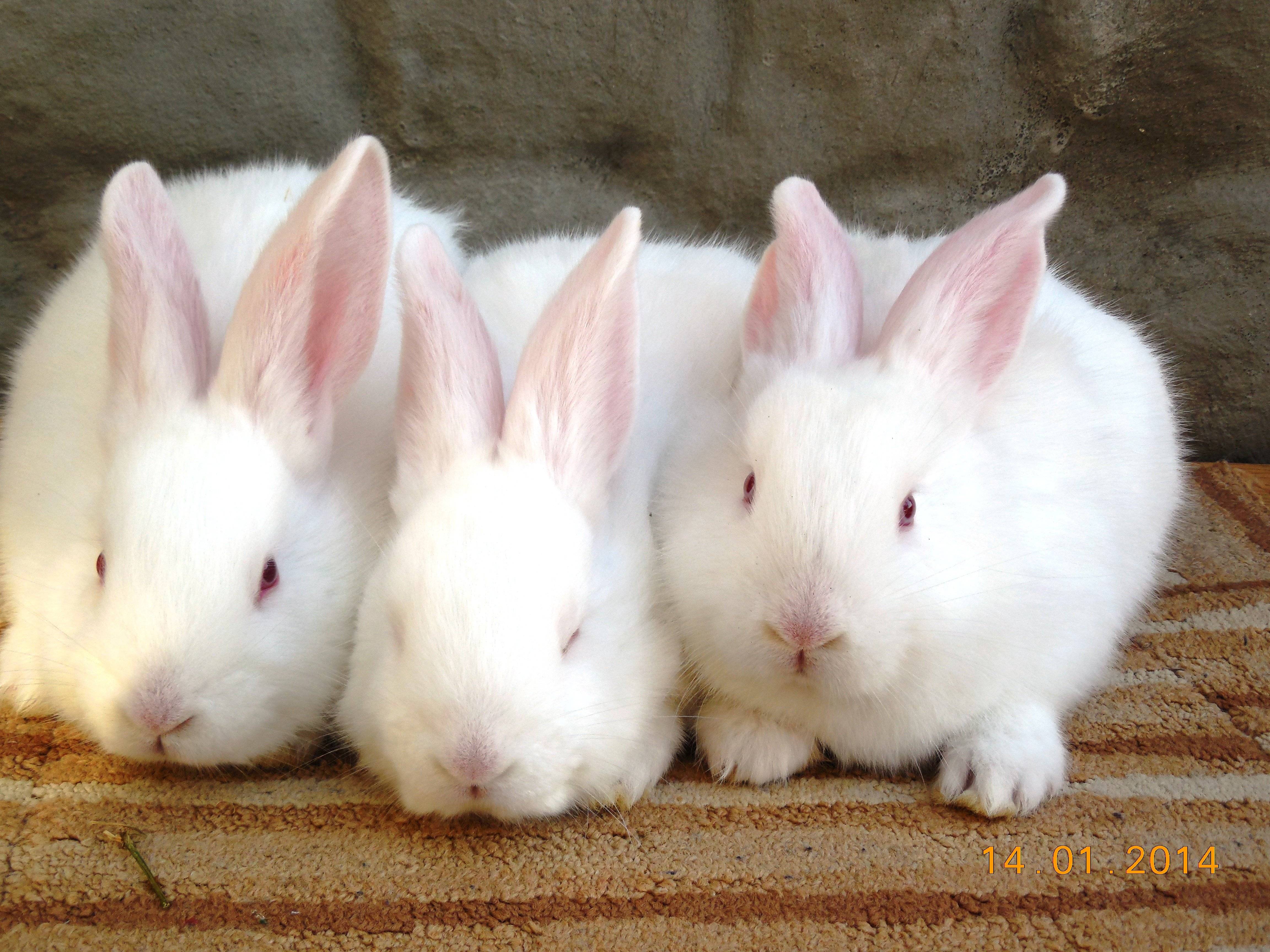 Кролик белый паннон: отзывы, описание, фото, характеристика