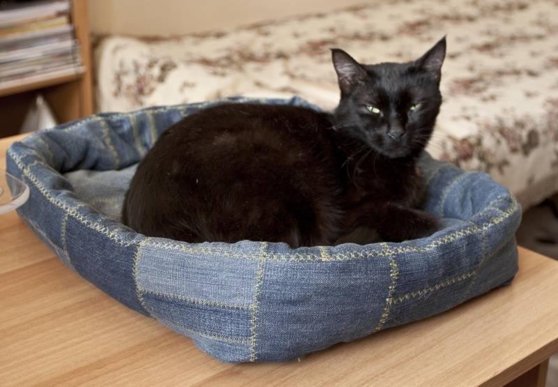 Лежанка для кошки своими руками: пошаговая инструкция, как сшить удобное спальное место