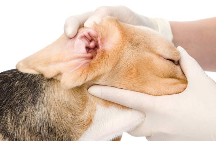 Почему собака трясёт ушами и мотает головой, причины этого и что нужно делать, чем лечить уши после чистки, прогулки или стрижки