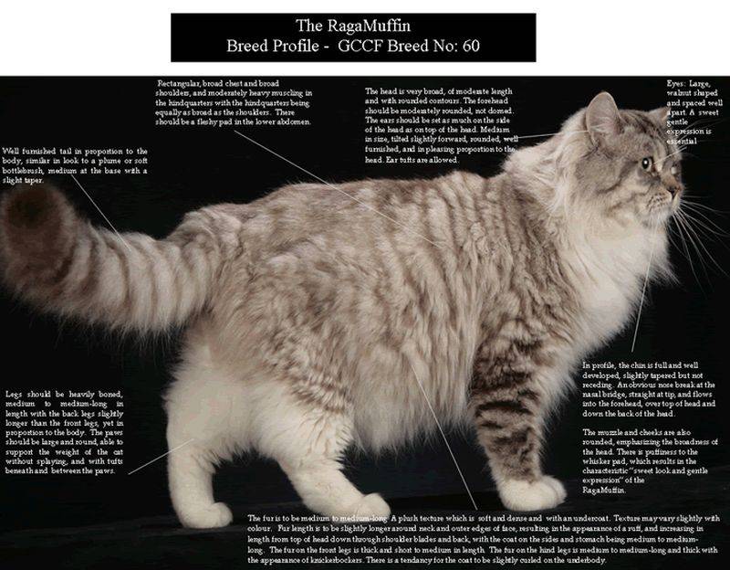 Кошка рагамаффин: описание внешности и характера породы, уход за питомцем и его содержание, выбор котёнка, отзывы владельцев, фото кота