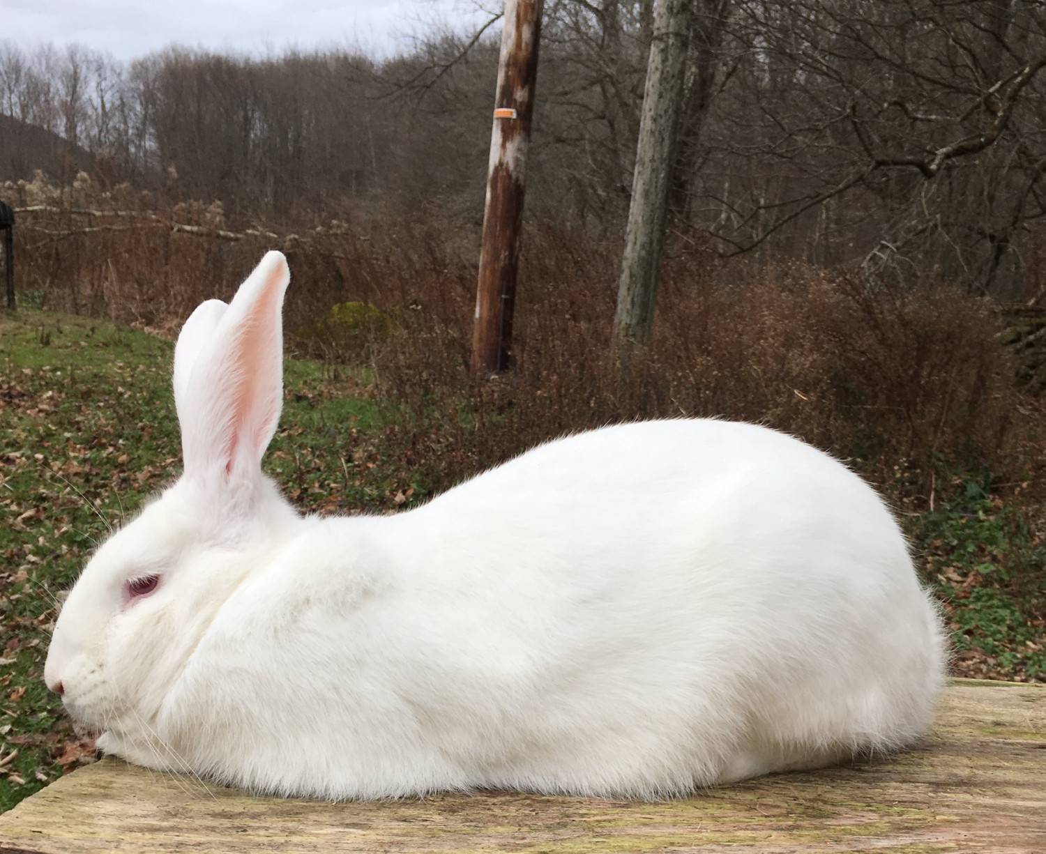 Кролик породы белый великан: описание и фото