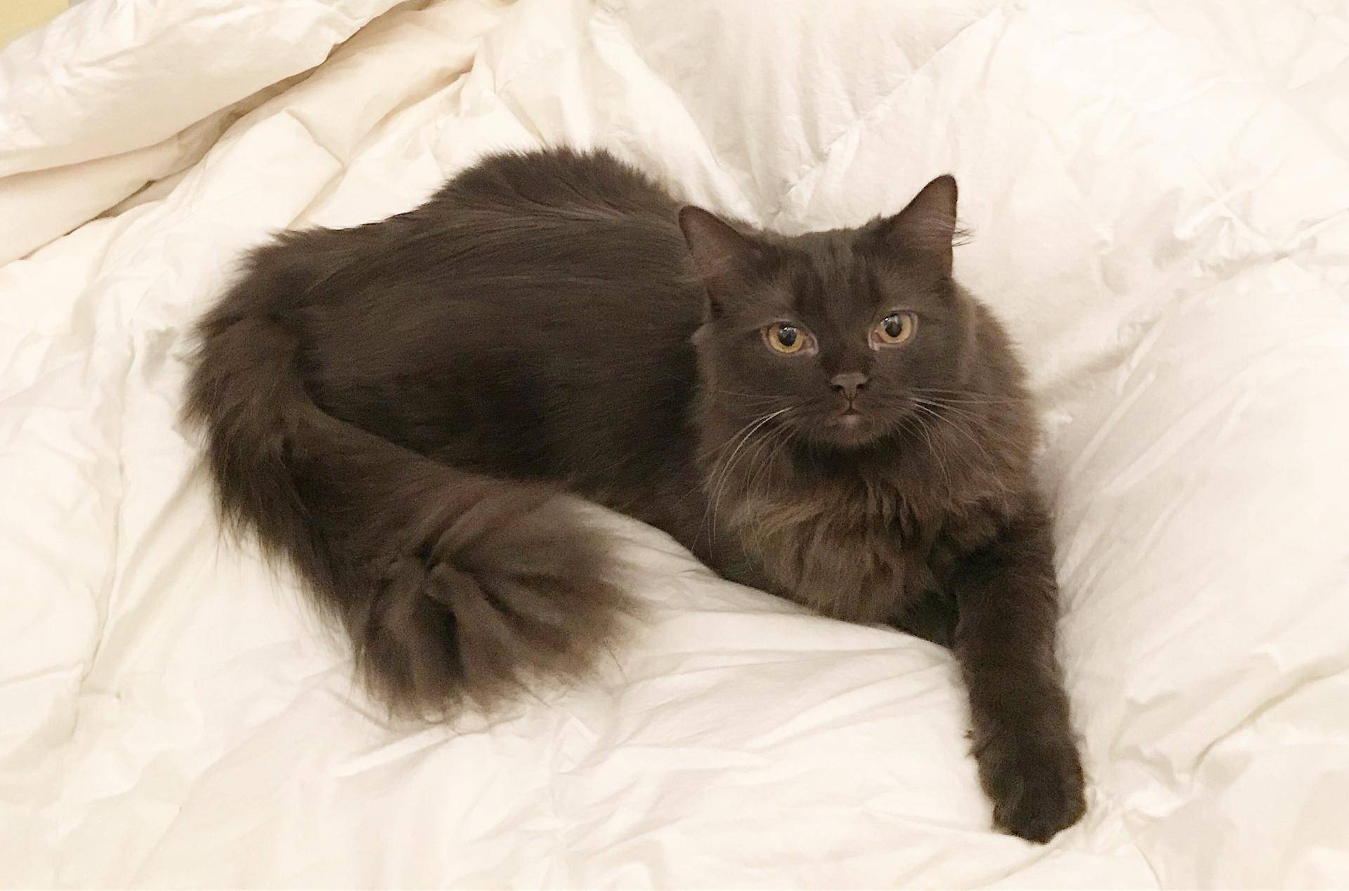 Йоркская шоколадная кошка: фото, история, характер, здоровье, уход