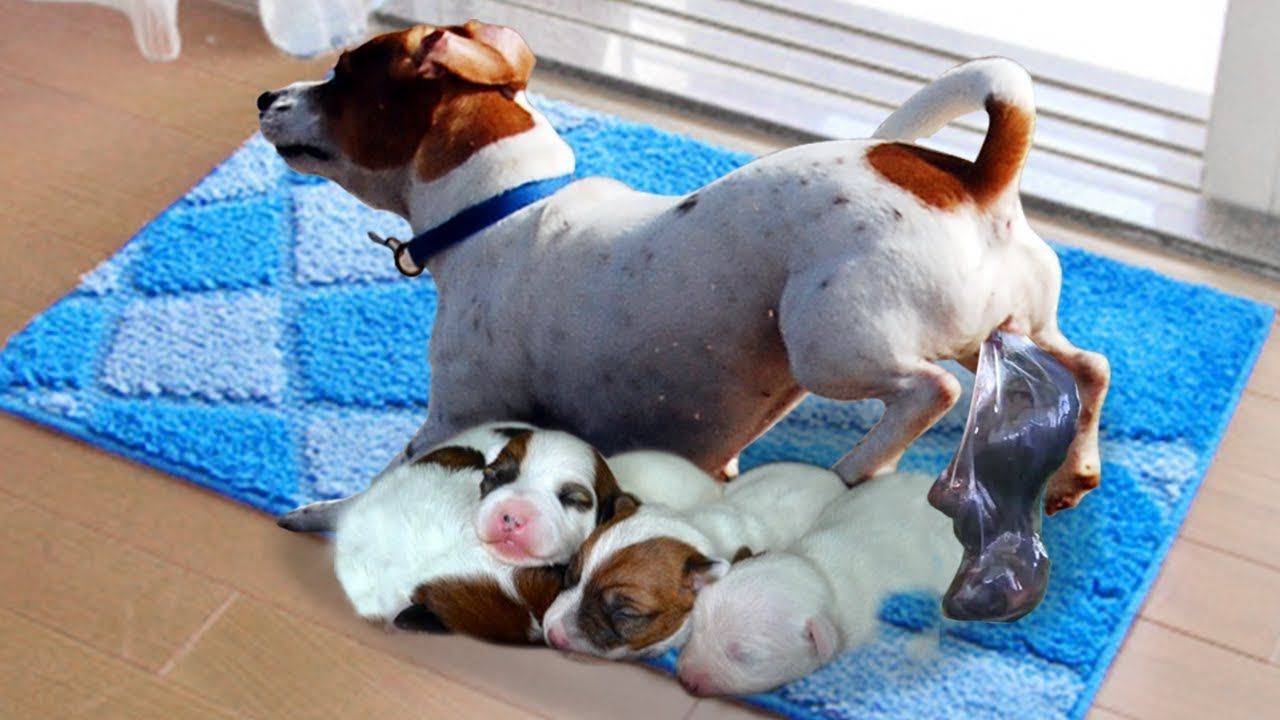 Особенности размножения собак породы джек рассел терьер: течка, вязка, беременность и роды