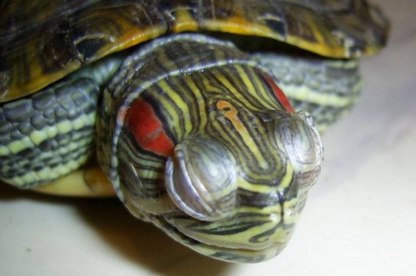 Что делать, если черепаха не ест? как открыть рот черепахе у черепахи не открывается рот.