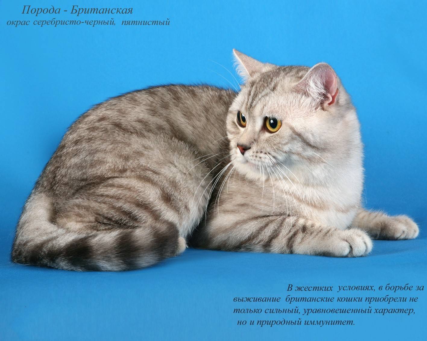 16 самых ласковых пород кошек - рейтинг спасибовсем.ру
