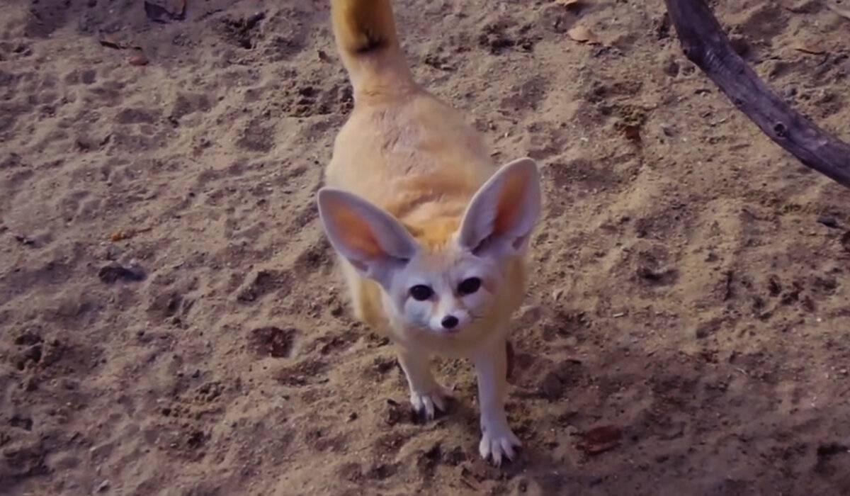 Фенек большеухая лиса - мастер по выживанию в пустыне