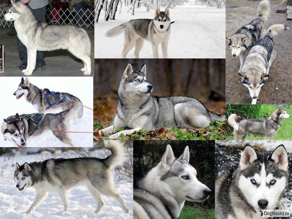 Окрасы сибирского хаски – редкие и популярные, уход за шерстью собаки