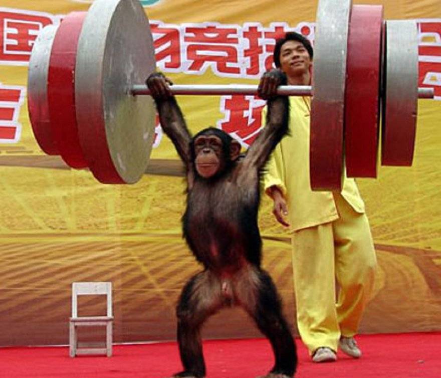 Насколько сильны гориллы? — сайт эксперта по животным — howmeow