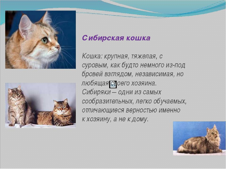 Характер и повадки рыжих котов, особенности цвета и связанные с ним приметы