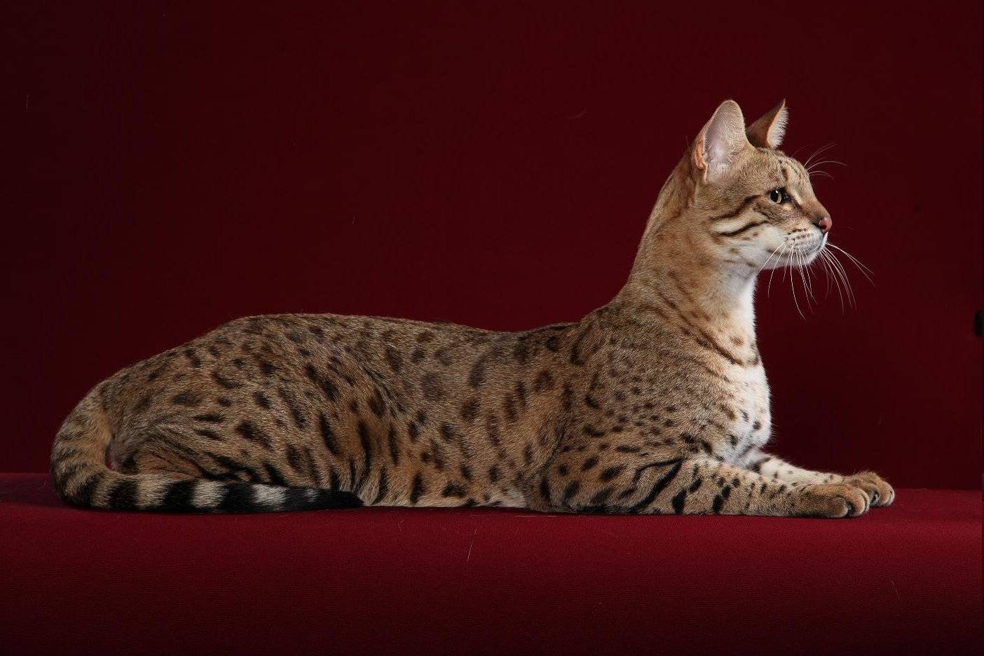10 самых дорогих пород кошек, которые стоят своих денег