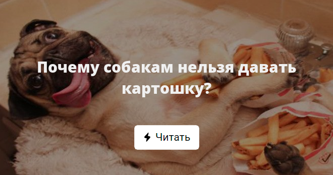 ᐉ картофель для собак – особенности составления рациона питомца - roza-zanoza.ru