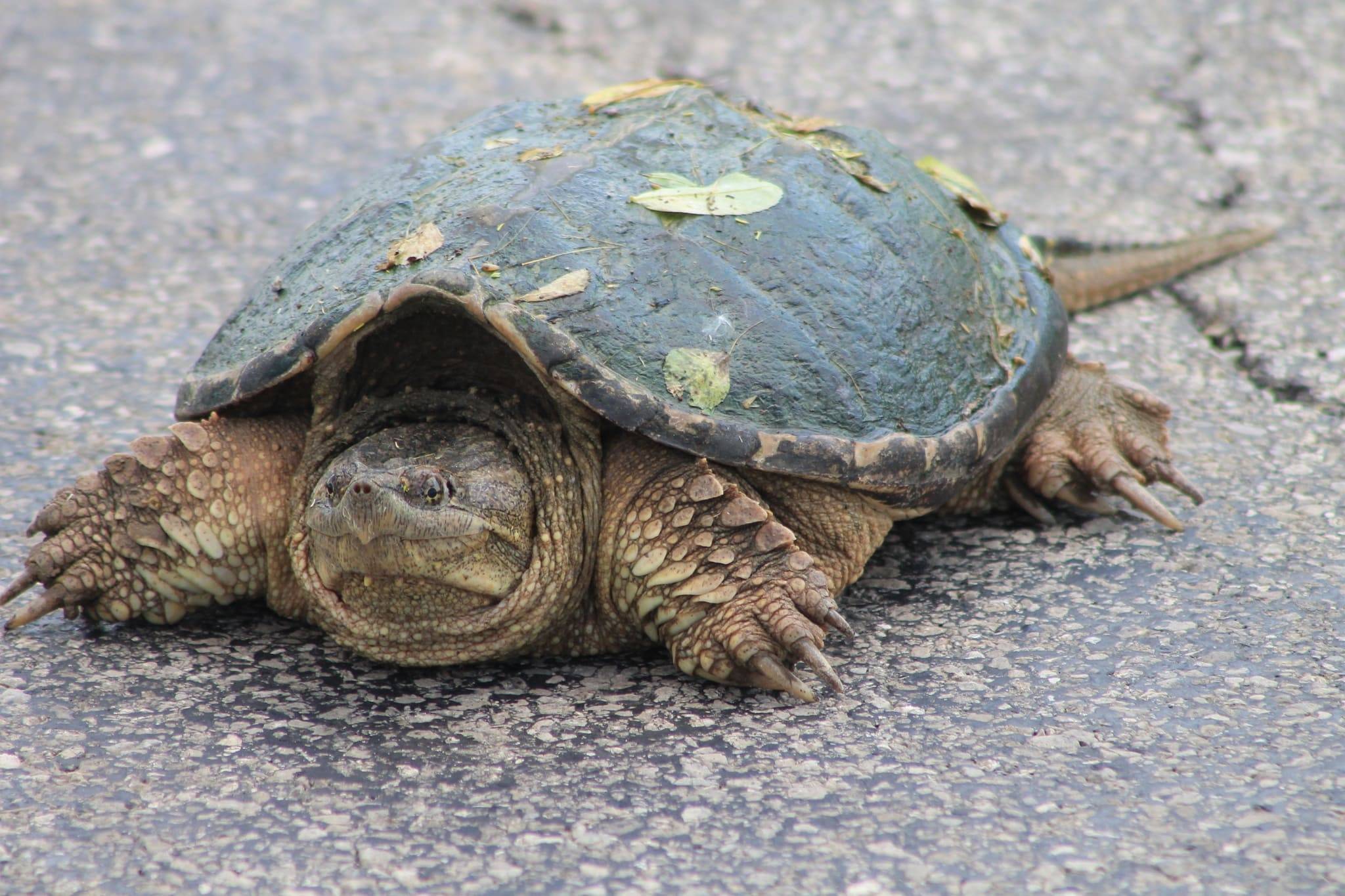 Каймановая черепаха. описание, фото, видео