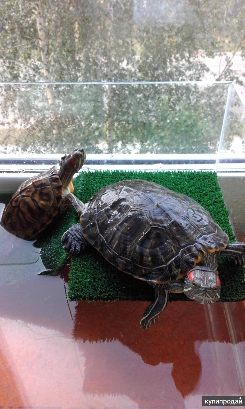Как ухаживать за черепахой в домашних условиях
как ухаживать за черепахой в домашних условиях