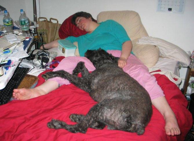 Почему собака копает в кровати: причины и как побороть естественные потребности животного