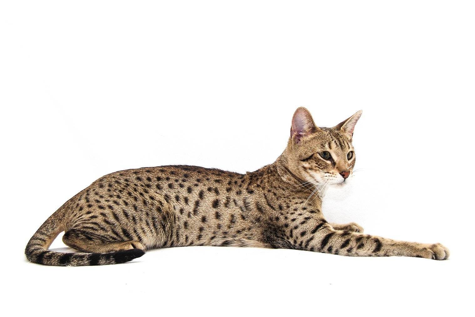 Самая дорогая кошка в мире и 18 наиболее дорогих красавиц! | wikiq.ru