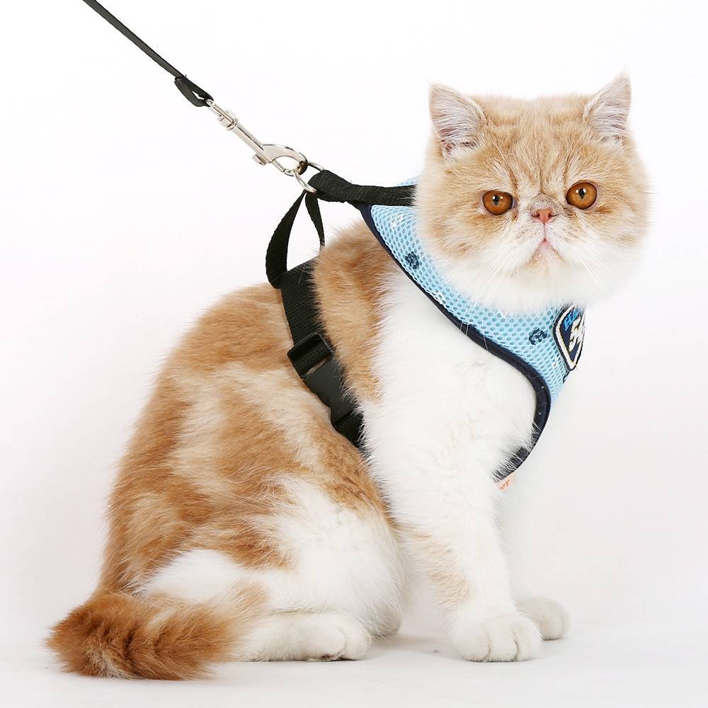 Ошейники для кошек: причины для использования, виды кошачьих ремешков, шлейки для котов