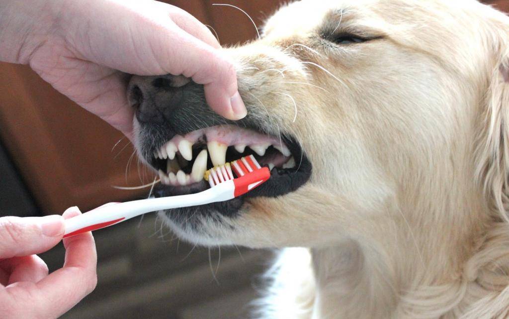 Как чистить зубы собаке в домашних условиях
как чистить зубы собаке в домашних условиях