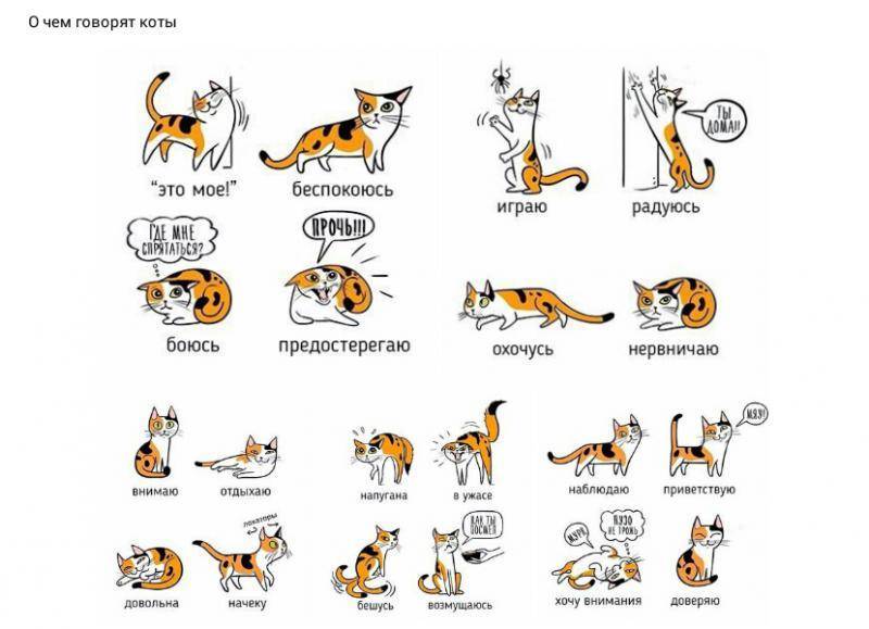 Звуки, которые издает ваш котик, и что они означают: мяукание, мурлыкание и урчание кошек
