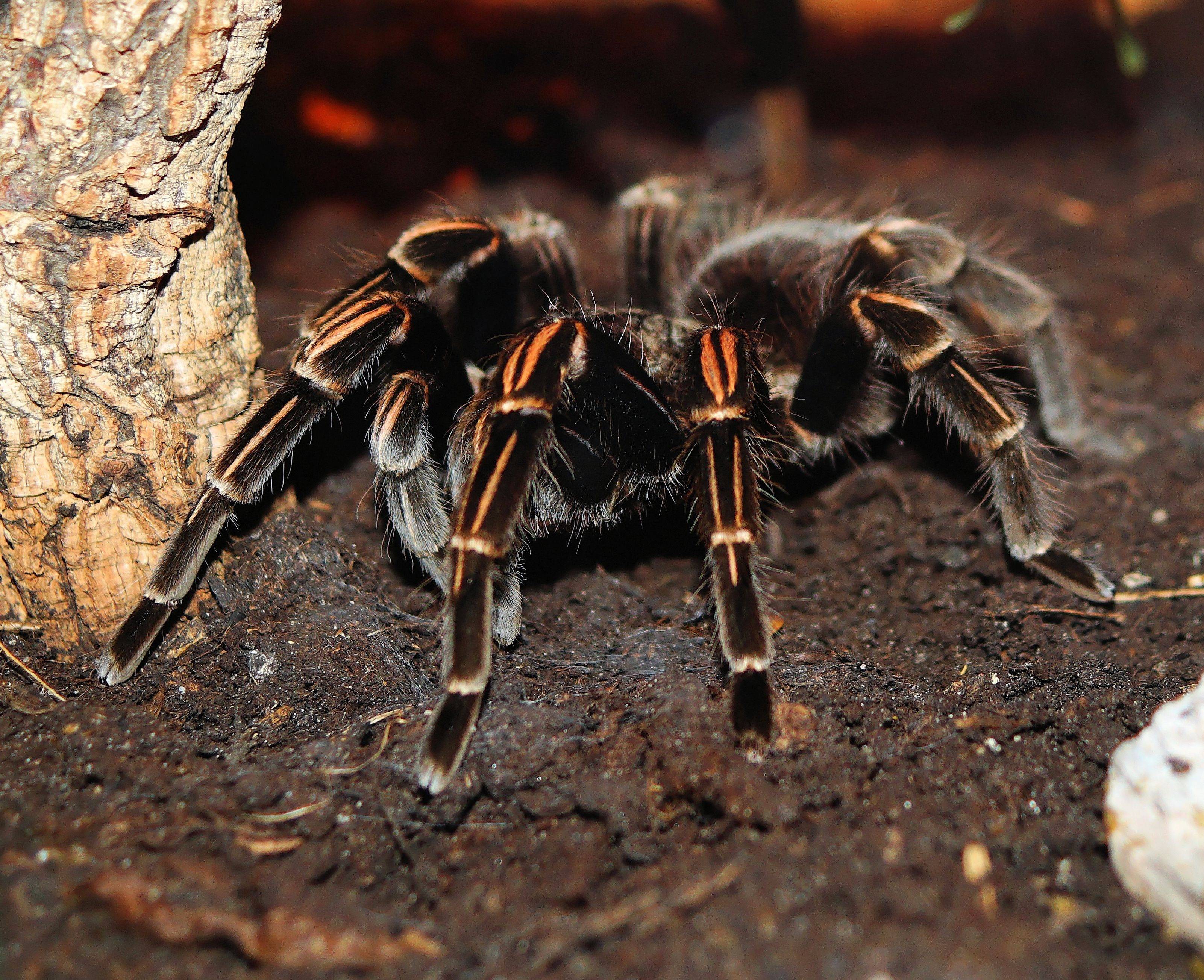 Паук мизгирь (южнорусский тарантул) – фото и описание