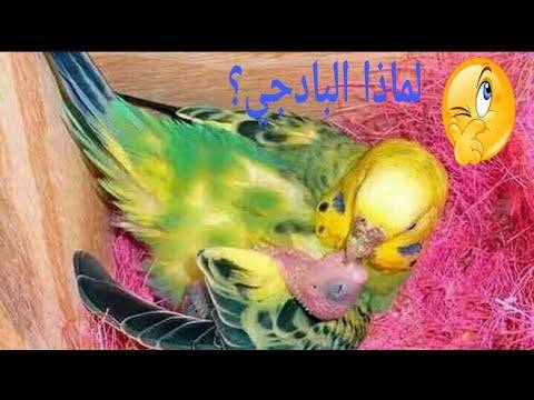 Разведение волнистых попугаев в домашних условиях: советы профессионалов