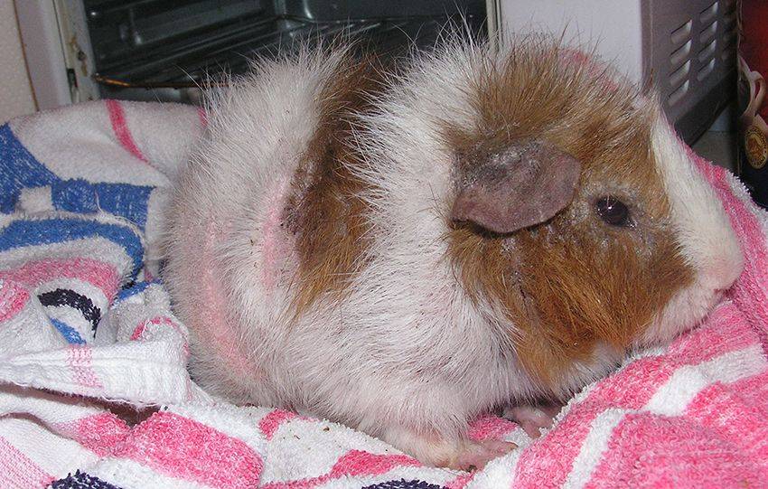 Болезни морских свинок: симптомы и лечение | блог ветклиники "беланта"
