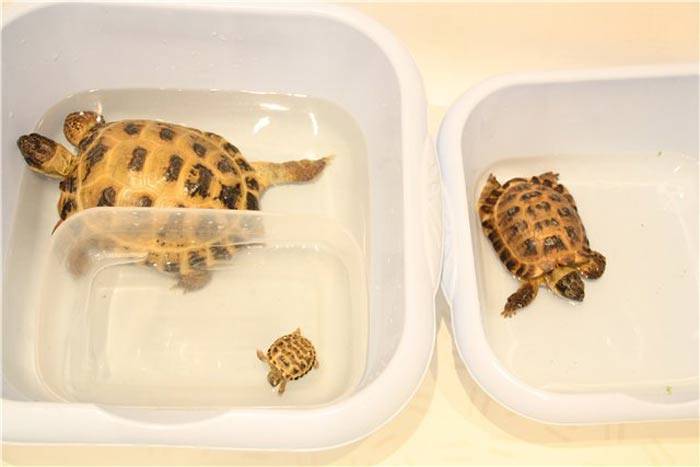 Чем кормить среднеазиатскую черепаху: основная информация по уходу и содержанию