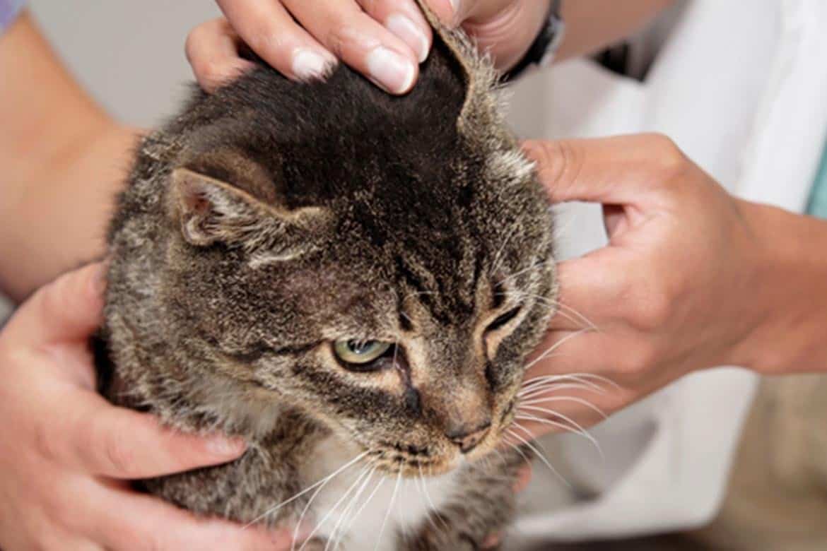 Кожные болезни у кошек: основные признаки и диагностика и лечение +фото и видео