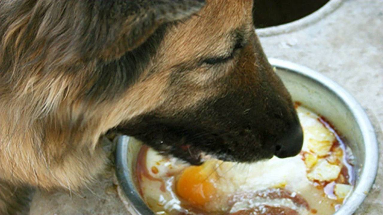 Картофель для собак — преимущества и побочные эффекты