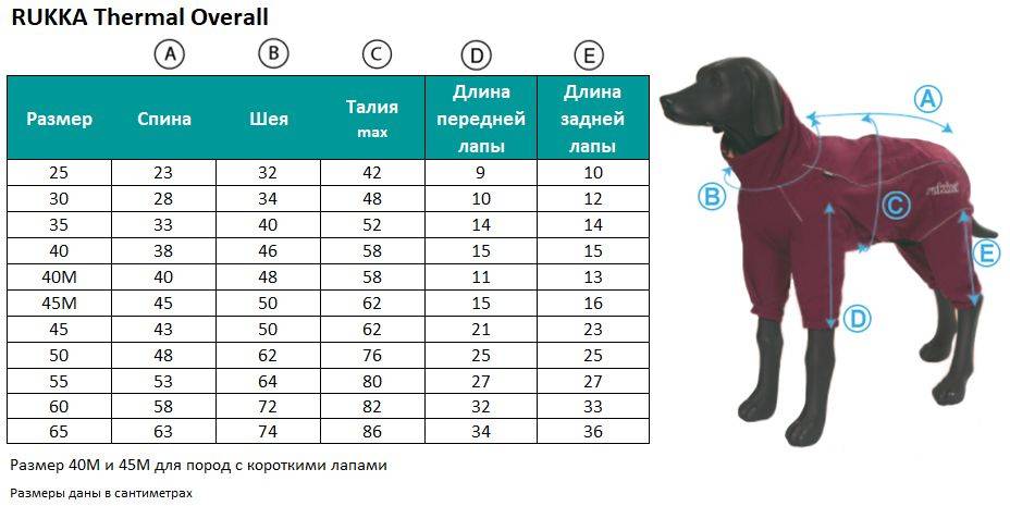 Как определить размер у собаки: снятие мерок, стандартные значения | блог ветклиники "беланта"