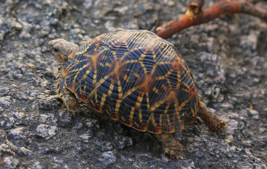Сейшельская гигантская черепаха: фото, описание, характеристики и интересные факты