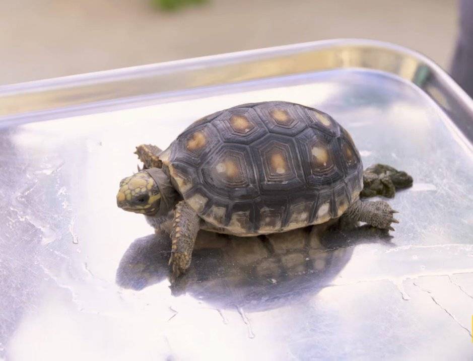 Как ухаживать за черепахой в домашних условиях