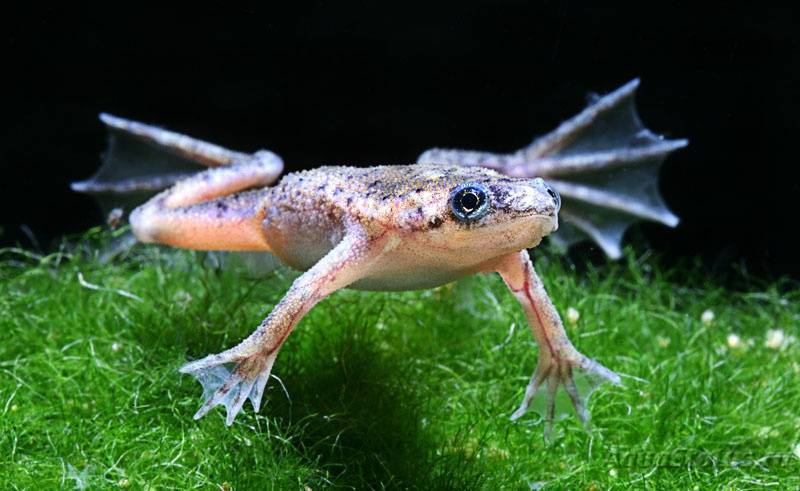 Шпорцевая лягушка: среда обитания и содержание в аквариуме