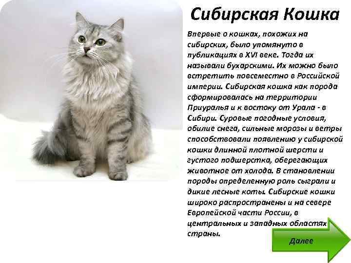 Сибирская кошка, особенности породы