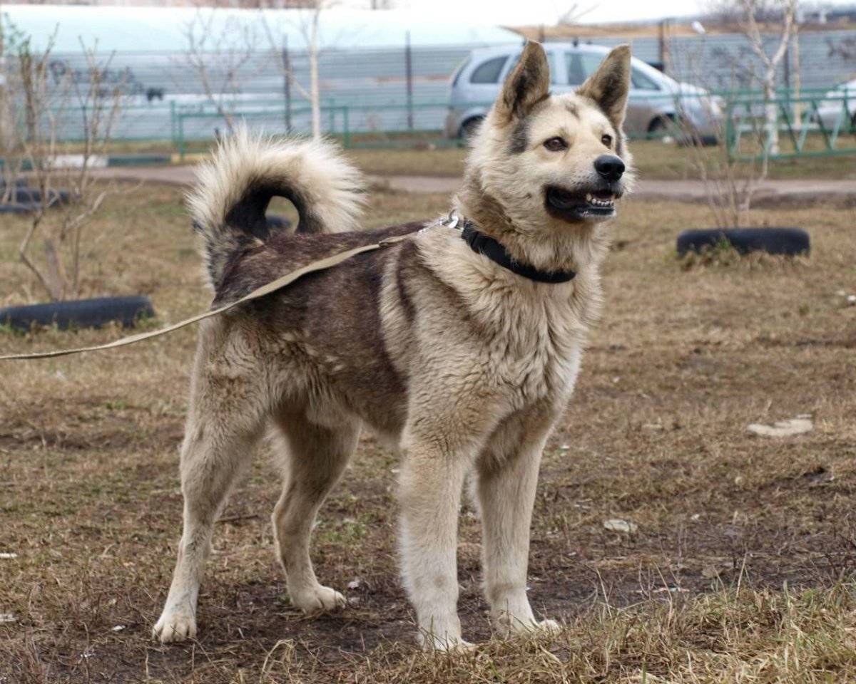 Межпородное скрещивание лаек - собаки и охотничье собаководство
