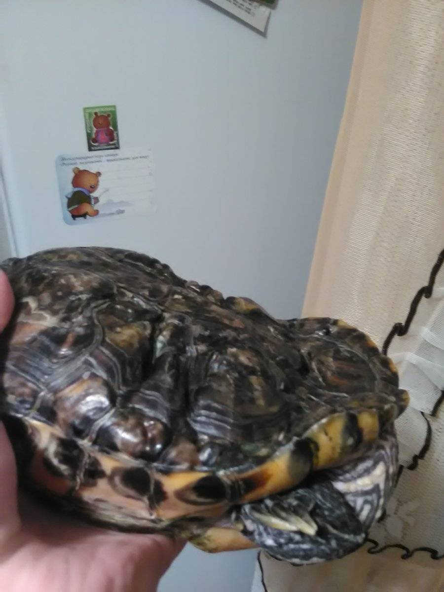Как разбудить (вывести) черепаху из спячки в домашних условиях