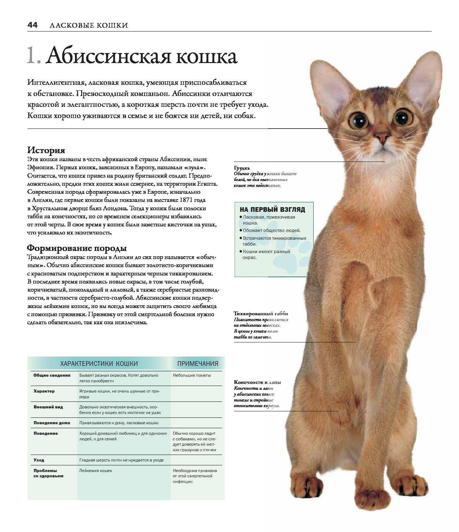 Абиссинская кошка – все о породе, как выглядит характер, уход, здоровье, фото
